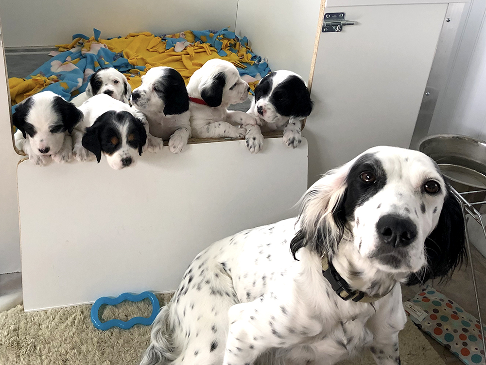 A proud mom dog sits in front of her puppies in a box.