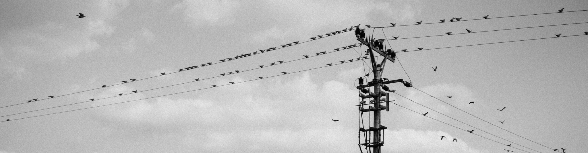 Image is a black and white photograph of telephone wires with a flock of birds seated on the wires.