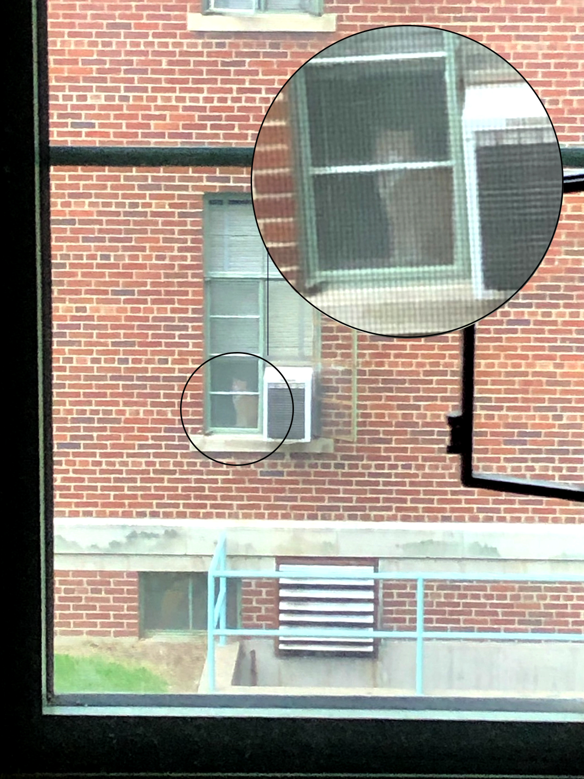 Image shows a cat sitting in a window of a brick building, with a circle and a zoomed in version of the photo within.